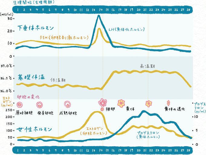 生理周期に合わせて行う検査