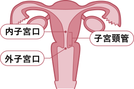 内子宮口・外子宮口・子宮頸管のイラスト
