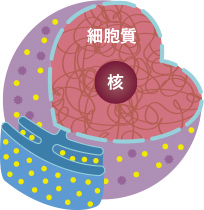 細胞質と核の画像