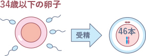 34歳以下の卵子の画像